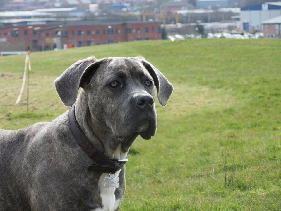 UDOSTĘPNIAJCIE ! Zaginęła suczka CC